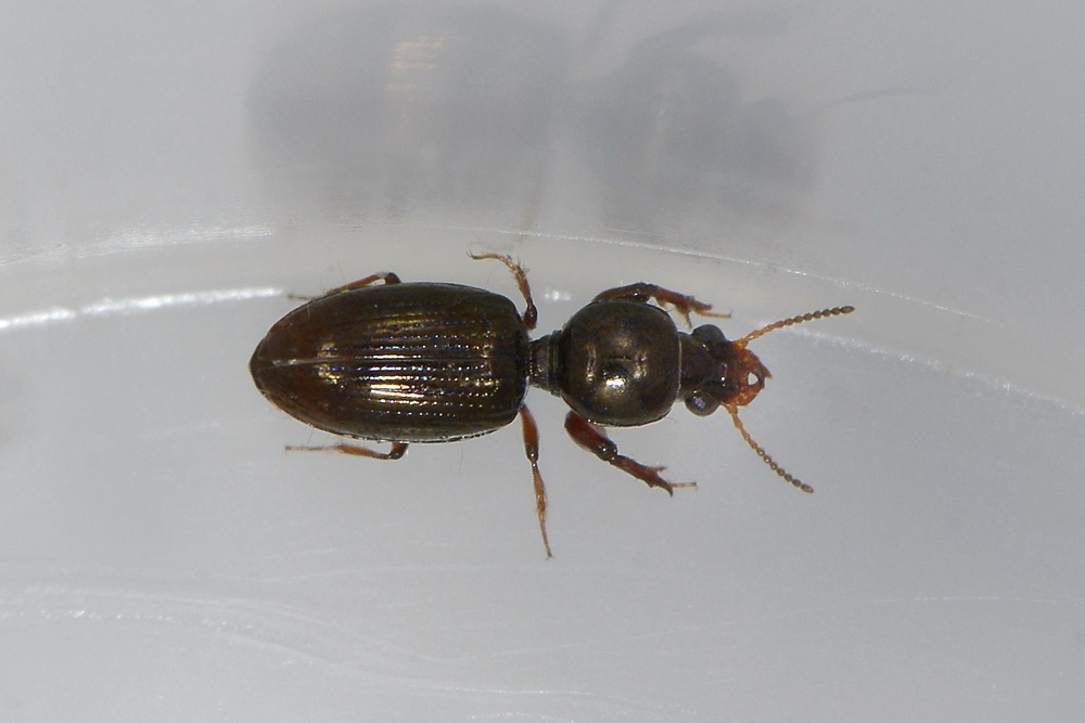 Dyschirius sp.